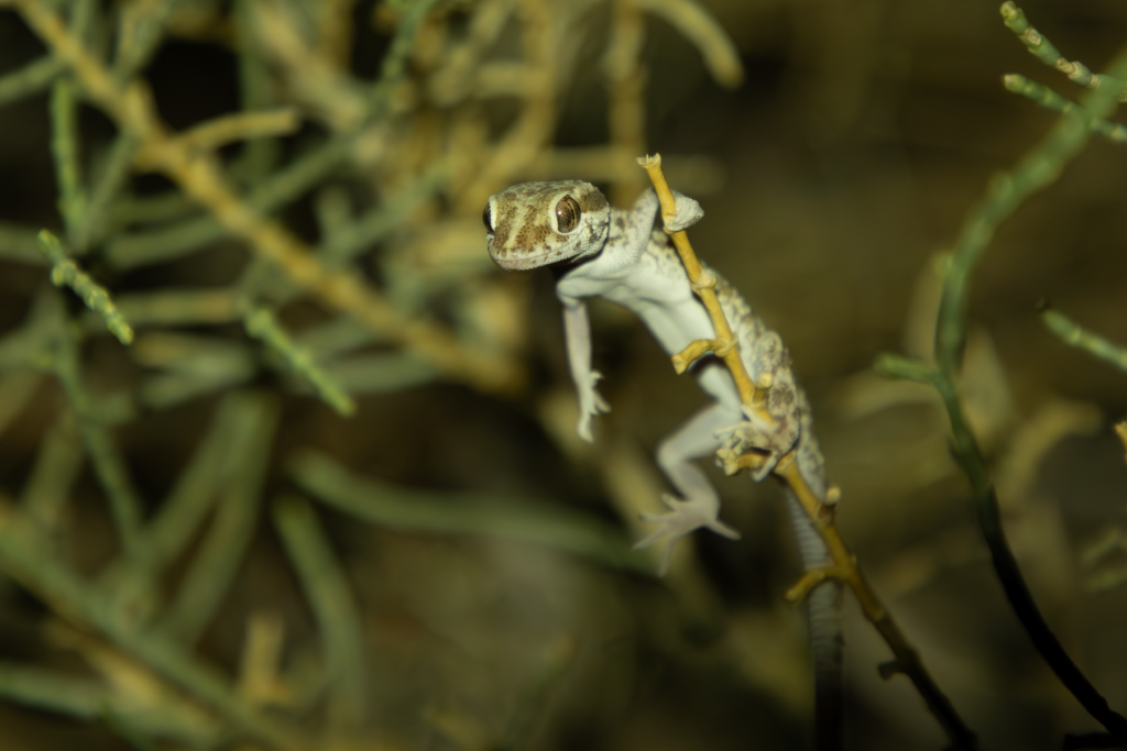 A gecko in harmony with nature