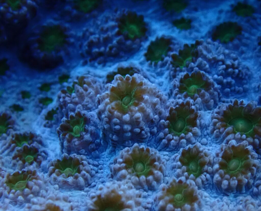 Coral polyp