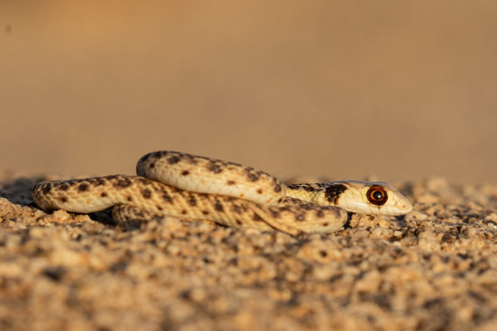 False cobra (hooded malpolon) basking in the sun
