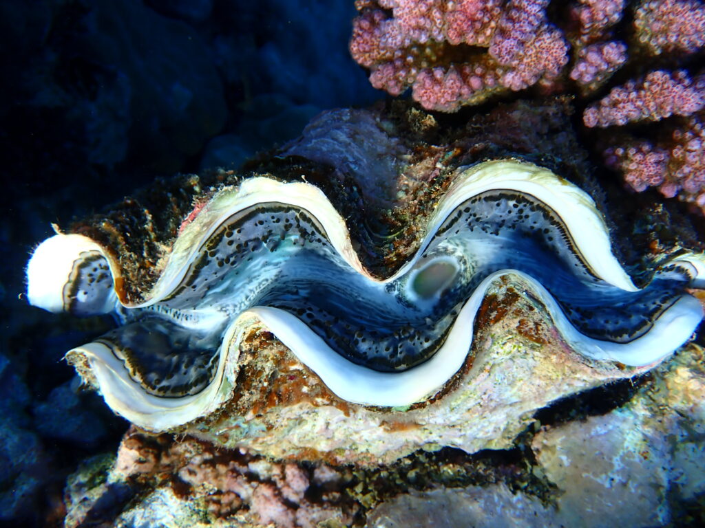Giant clam in amongst the coral reef