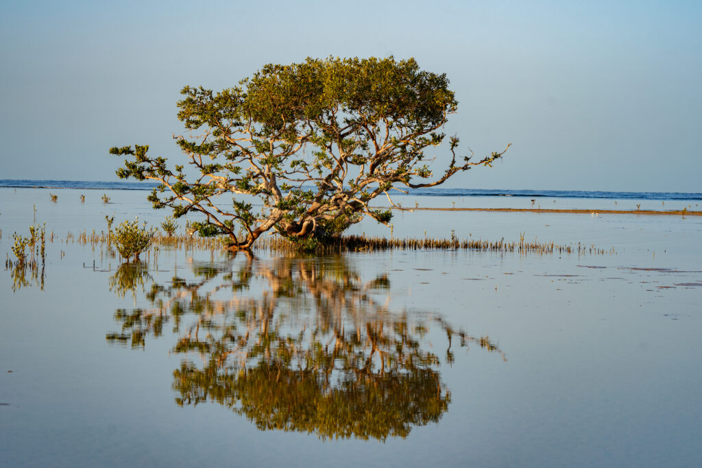 Grey mangroves