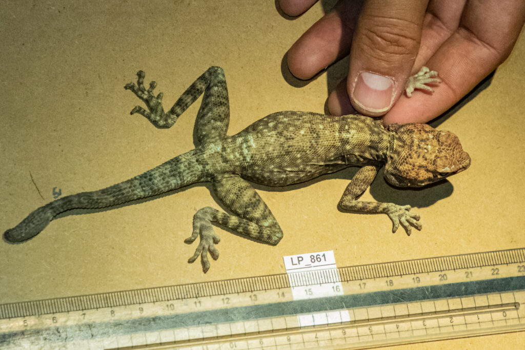 Reptile identification for scientific survey