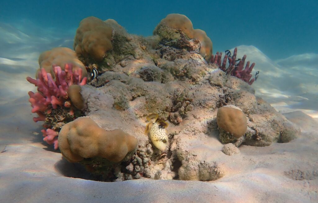Shallow water coral bommie