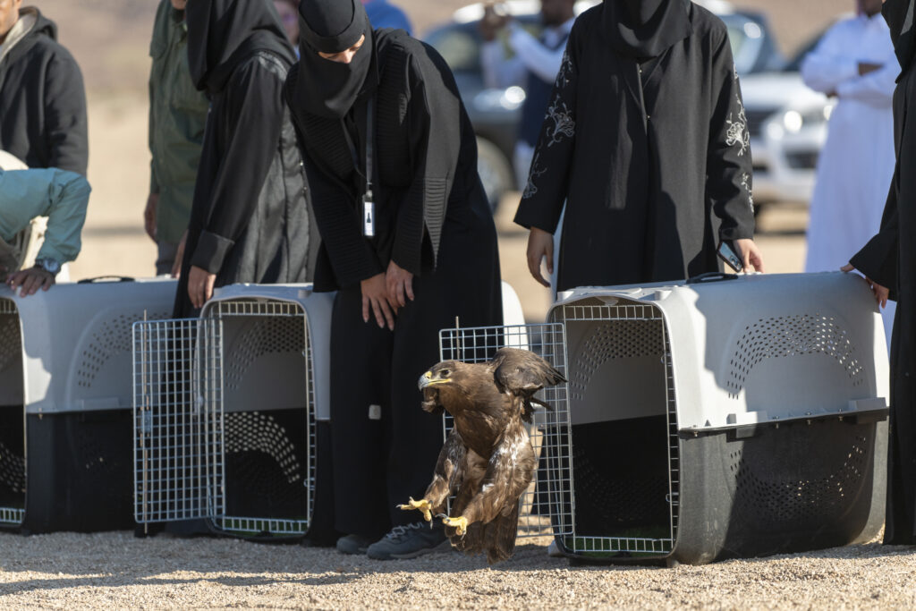 Steppe eagle reintroduced to the Reserve