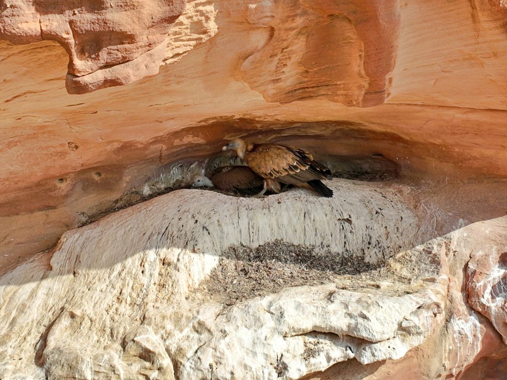 Prince Mohammed bin Salman Royal Reserve celebrates International Vulture Awareness Day with rare Griffon Vulture finding