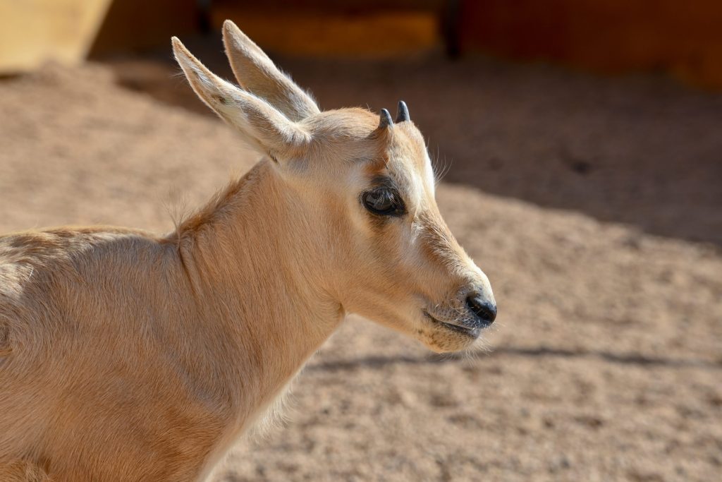 Prince Mohammed Bin Salman Royal Reserve Celebrates Birth of its 15th Arabian oryx Calf