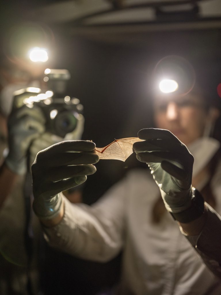 Researchers document a captured bat, studying its wing structure under artificial light.