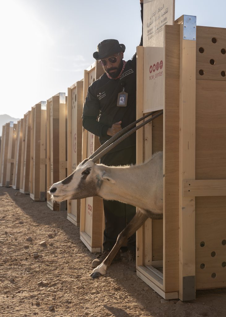 A ranger oversees the reintroduction of Arabian oryx as part of the conservation program.