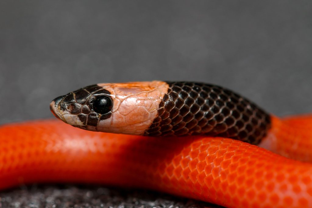 Prince Mohammed bin Salman Royal Reserve Announces Discovery of Five Species New to Global Science