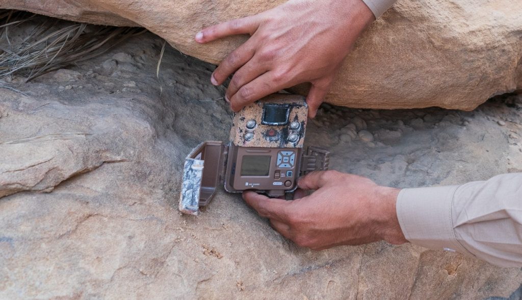 Unseen guardians: How camera traps unveil the secrets of Prince Mohammed bin Salman Royal Reserve