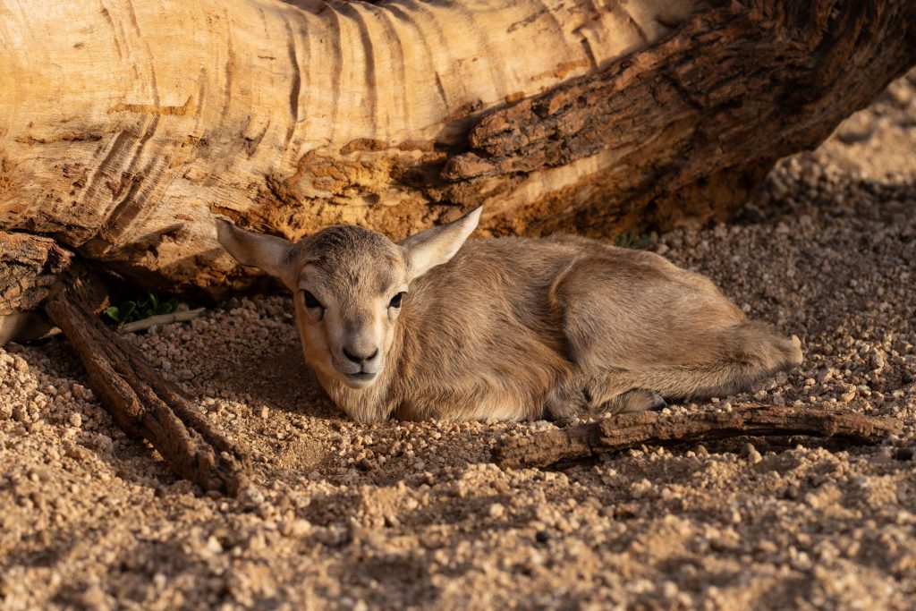 Prince Mohammed bin Salman Royal Reserve celebrates the first newborn sand gazelle of the 2025 spring season