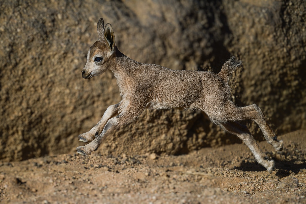 Image: Known for being able to jump up to six feet in the air, this one-day old ibex kid is the newest arrival at Prince Mohammed bin Salman Royal Reserve